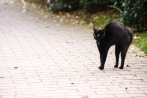 威嚇する黒猫